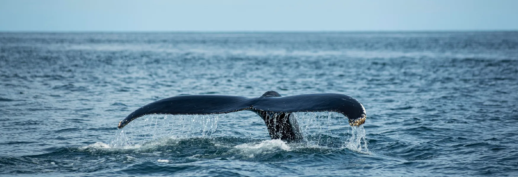 Whale Watching& Fishing
